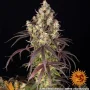 Насіння конопель Lemon Cherry Gelato від Barney's Farm